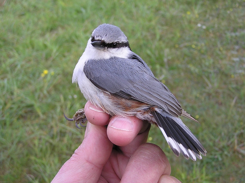 Eurasian Nuthatch, Sundre 20090519